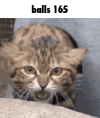 a cat with balls 165 written on the bottom