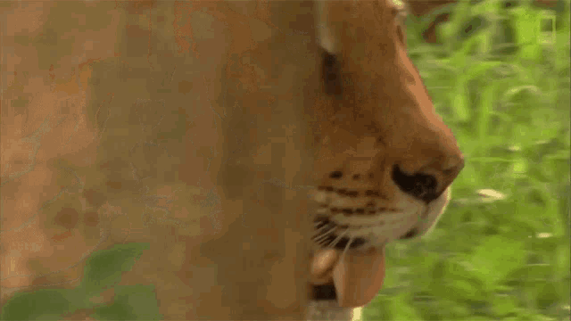 Panting Tiger Global Tiger Day See Why These Cats Earned Their Stripes GIF - Panting Tiger Global Tiger Day See Why These Cats Earned Their Stripes Nat Geo Wild GIFs