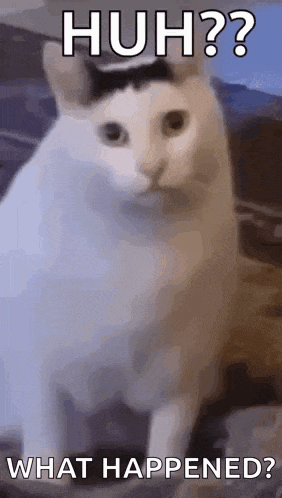a white cat with a black spot on its head is sitting on a couch with the words `` huh ? what happened ? ''