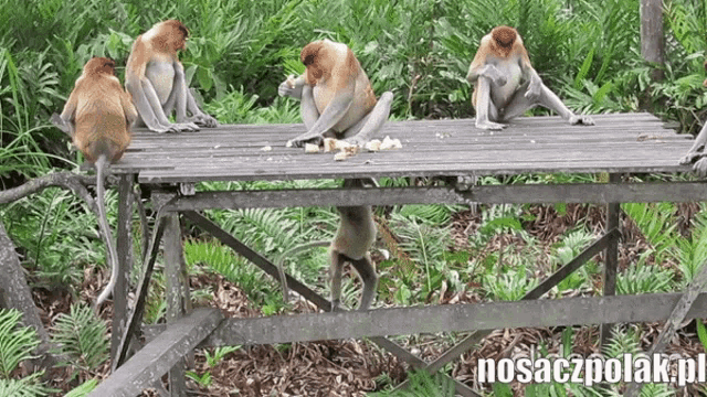 Monkey Eating GIF - Monkey Eating Pjotter Kurla Ino Mie Nie Denervwuj GIFs