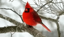 Who Me Angry Bird GIF - Who Me Angry Bird Chilling GIFs