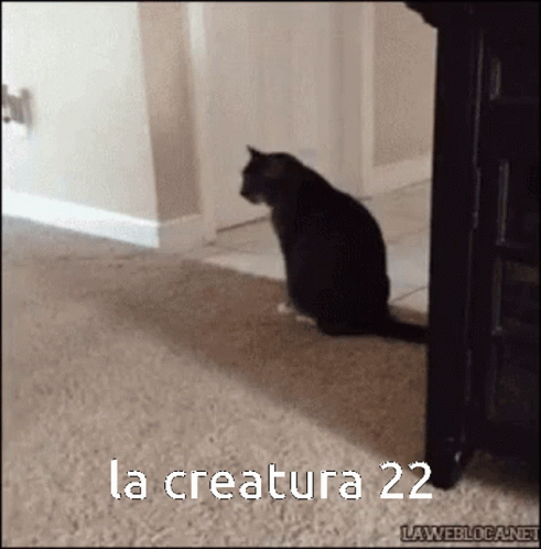 Laughing Hysterically Itchy Butt GIF - Laughing Hysterically Itchy Butt Cat GIFs