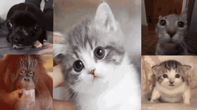 a collage of pictures of animals including a puppy a cat and an orangutan