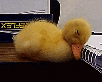 Duckling GIF - Duckling GIFs