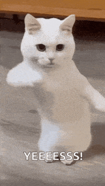 a white cat is standing on its hind legs on the floor .