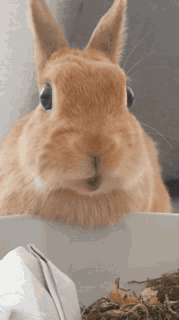 Bunny Mjom GIF - Bunny Mjom Kaninchen GIFs