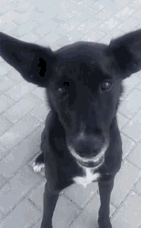 a black dog with a white spot on its nose is standing on a brick sidewalk
