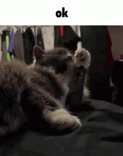 Chubbs Chubbs Ok GIF - Chubbs Chubbs Ok GIFs