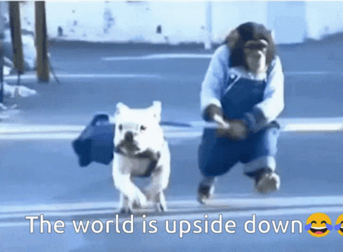 Monkey Dog GIF - Monkey Dog World Is Upside Down GIFs