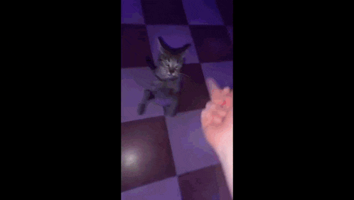 a person is holding a cat 's paw in their hand