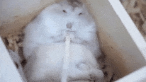 a white hamster is laying down in a wooden box eating a stick .
