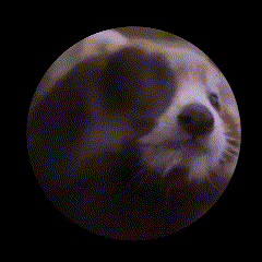 a close up of a red panda looking at the camera