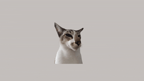 a close up of a cat 's face with one eye closed