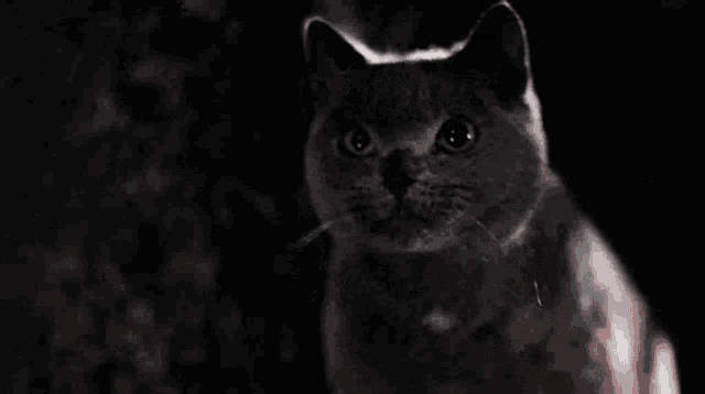 a black and white photo of a cat with fangs on its teeth