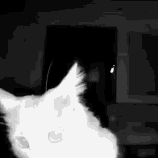 Sniffing GIF - Sniffing GIFs