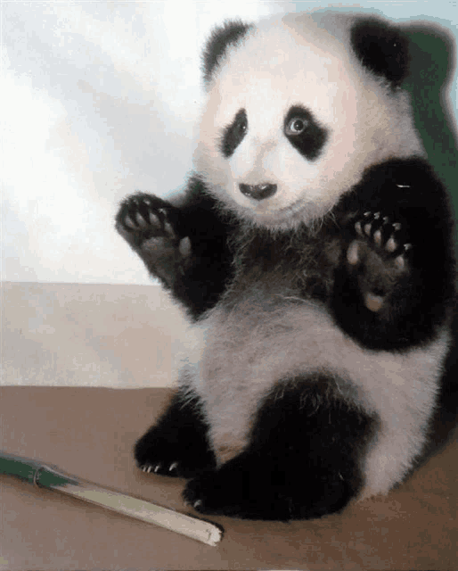 a panda bear cub sitting next to a green stick