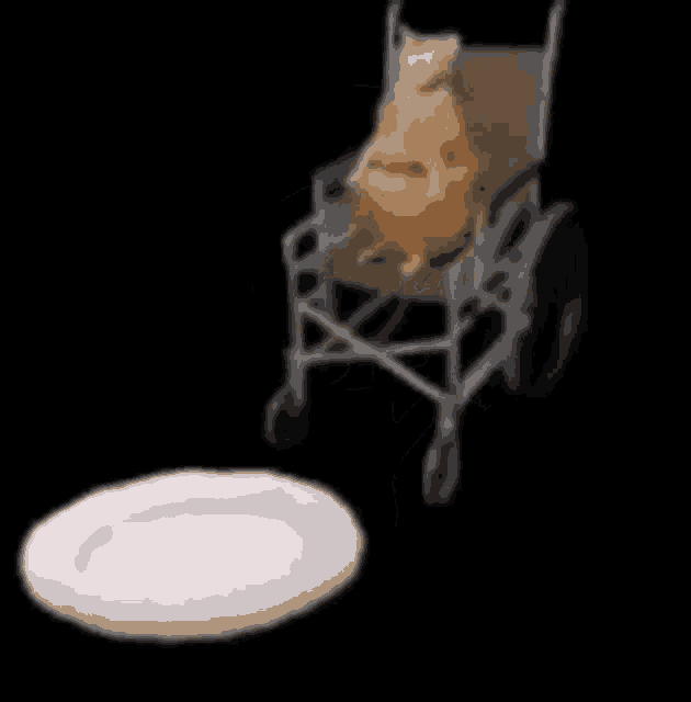 a cat is sitting in a wheelchair next to a plate on a black background .