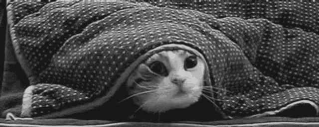 a black and white photo of a cat wrapped in a blanket on a bed .