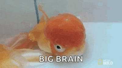 a goldfish with a big brain is swimming in a tank of water .