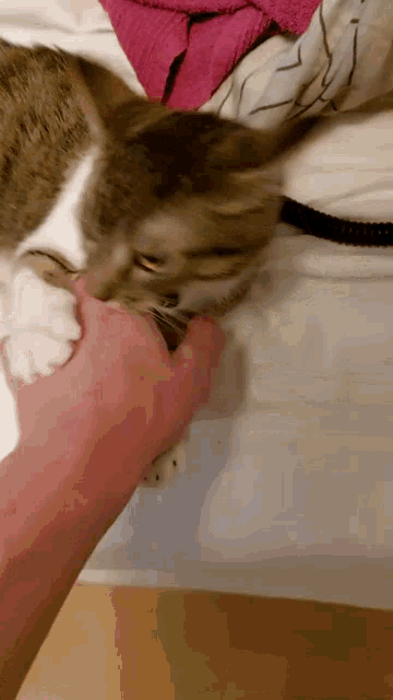 a person is petting a cat on a bed with a pink towel in the background