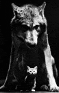 a black and white photo of a wolf standing next to a small cat .
