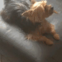 a small dog is laying down on a bed