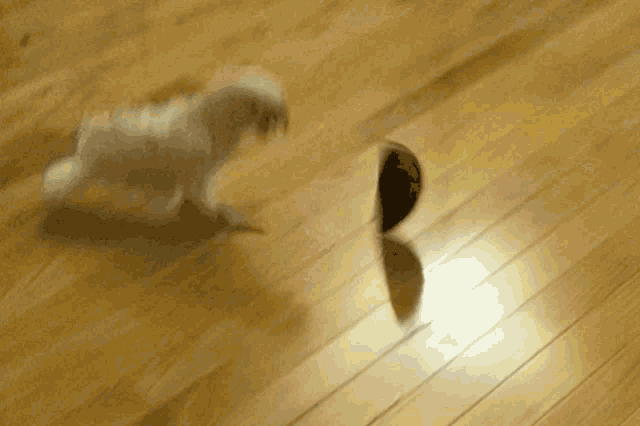 Goffins Cockatoo GIF - Goffins Cockatoo Playing GIFs