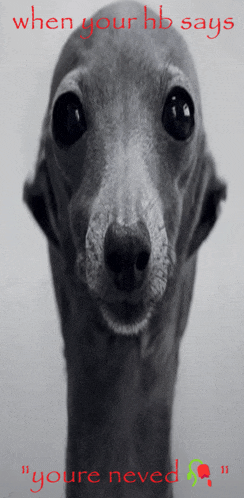 a black and white photo of a dog with the words when your hb says " you 're neved "