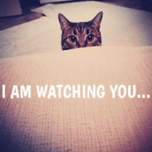 Watchingyou Peeking GIF - Watchingyou Peeking Kitten GIFs