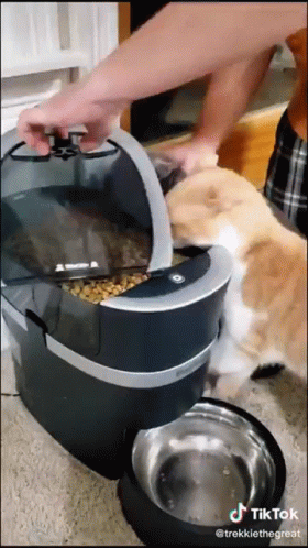 Cat Catfood Cronch Steal GIF - Cat Catfood Cronch Steal GIFs