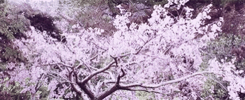 a close up of a cherry blossom tree with lots of pink flowers .