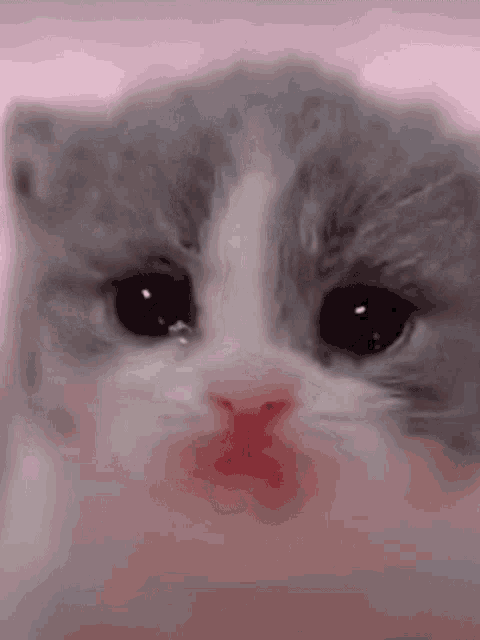 a close up of a kitten 's face with a pink nose and black eyes .