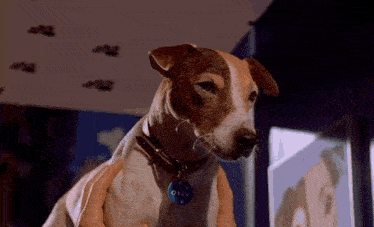 Son Of The Mask Jack Russel GIF - Son Of The Mask Jack Russel Loki GIFs