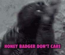 Badger Dont Care GIF - Badger Dont Care GIFs