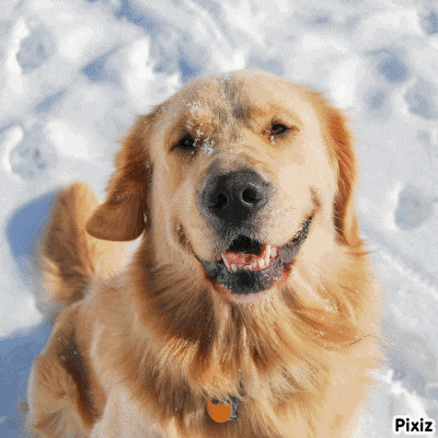 a close up of a dog in the snow with pixiz written on the bottom right