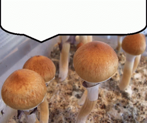 Mushrooms Cubensis GIF - Mushrooms Cubensis Psilocybin GIFs