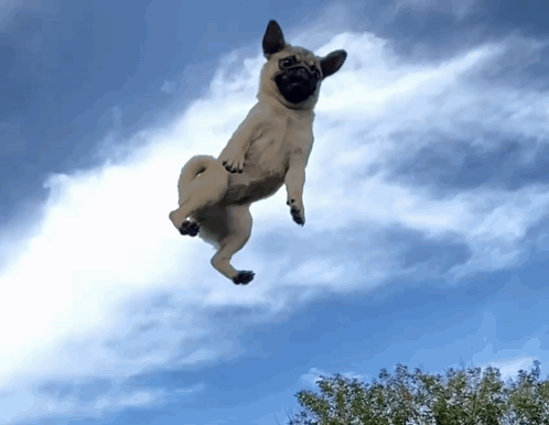 Betsy Pug GIF - Betsy Pug Flying Dog GIFs