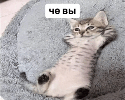 a kitten is laying on its back on a blanket with a sticker that says " che you "