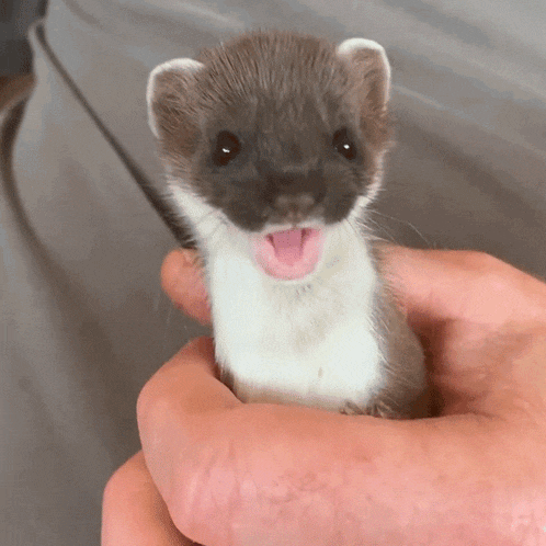 Mouth Opens Wide Stoat GIF - Mouth Opens Wide Stoat Robert E Fuller GIFs