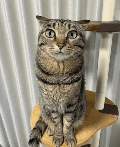 a cat is sitting on top of a cat tree and looking at the camera