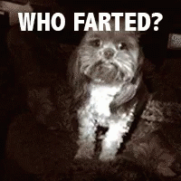 Fart Dog GIF