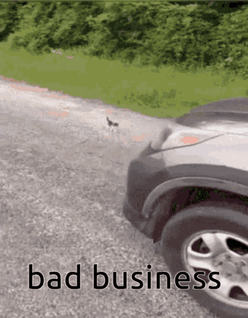 Kitten Bad Business GIF - Kitten Bad Business Ambush GIFs