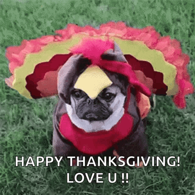 a pug dog dressed as a turkey with a piece of cheese on its head is sitting in the grass .