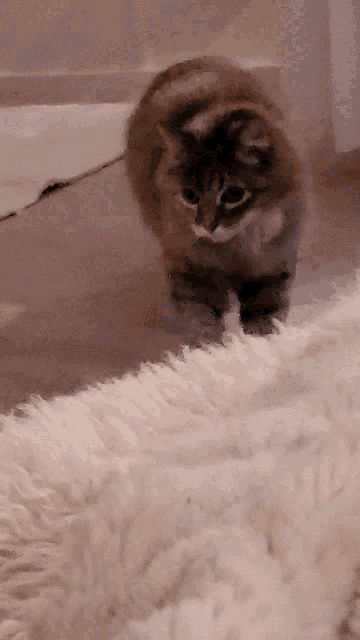a cat standing on top of a fluffy white carpet