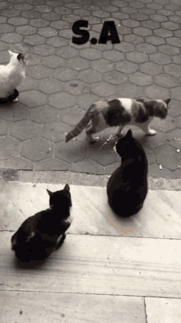 a group of cats are standing on a sidewalk with s.a. written on the ground