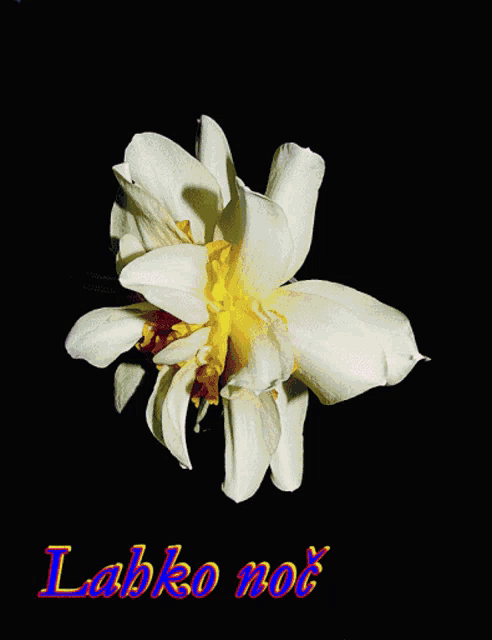a purple flower with a yellow center is on a black background with the words lahko noc below it