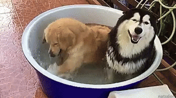 Dogs Happy GIF - Dogs Happy Cooling Off GIFs