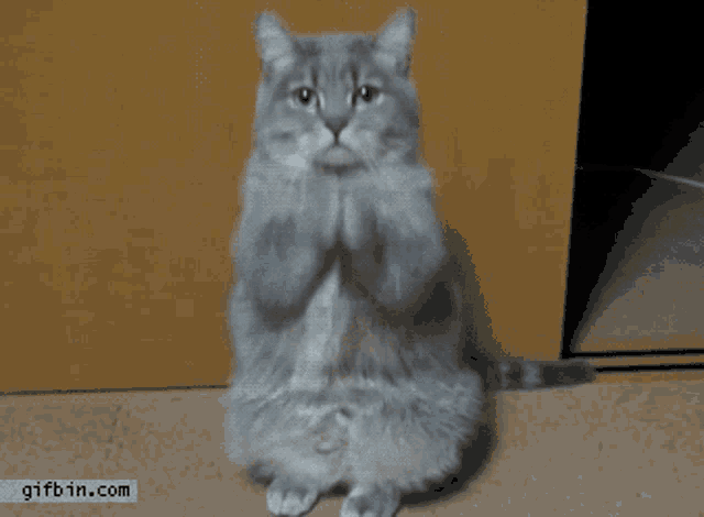 Cat Begging GIF - Cat Begging Kitty GIFs