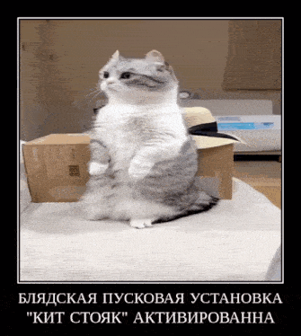 a cat is sitting on its hind legs in front of a box