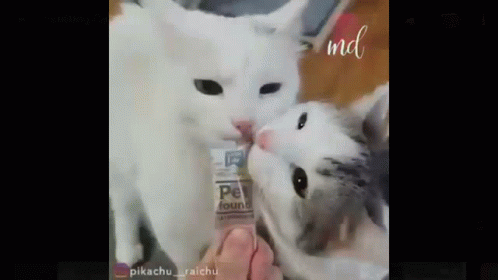 Cat Bites GIF - Cat Bites Fight GIFs